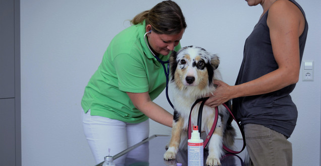Innere Medizin Tierarzt Praxis Dautel Hund